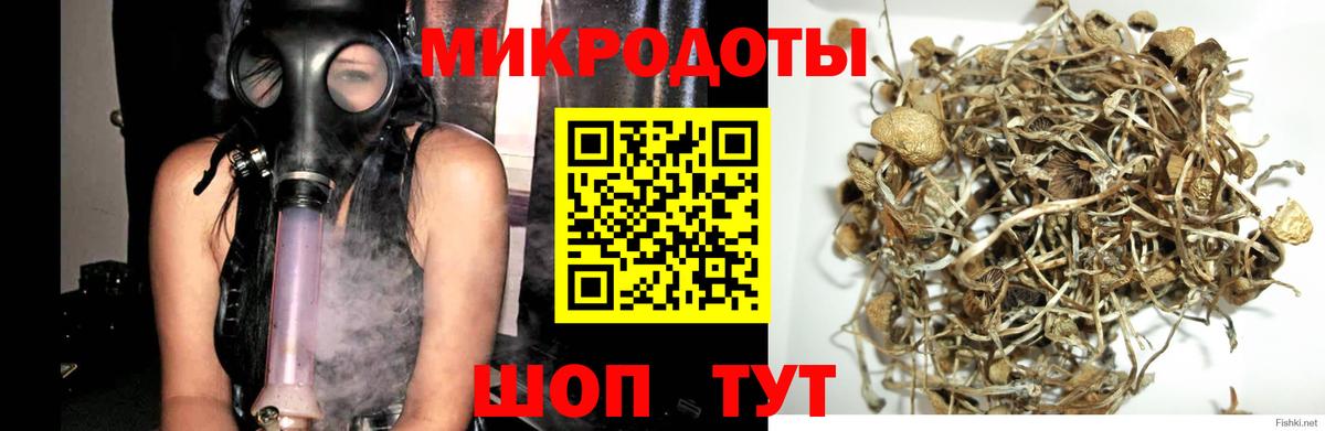 Псилоцибиновые грибы Psilocybe Гулькевичи